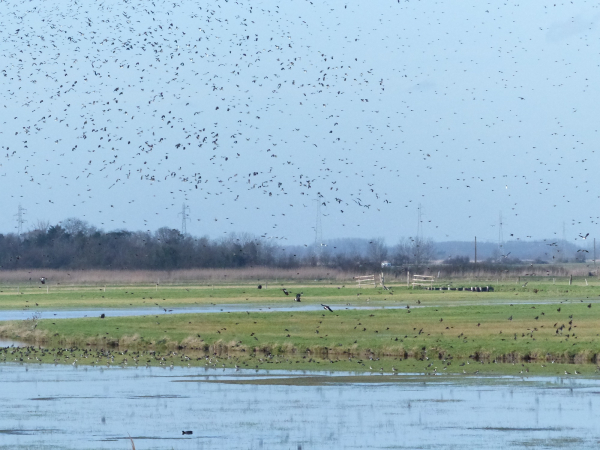 Oiseaux par millier en vol et au sol